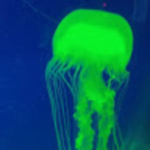 Meet your Posher, Connor